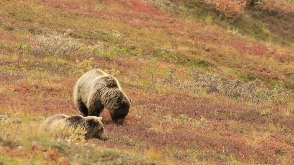 Cortegiu funerar, fugărit de urs. Scene ireale, lângă o pădure din Mureș: "Toți urlau!" - FOTO