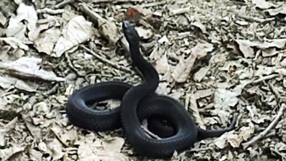 Vipera NEAGRĂ din Rusia și Ucraina, zărită în pădurile din jurul Iașiului. Apariția alimentează temerile