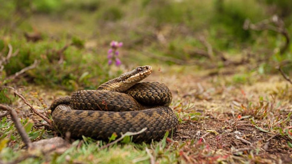 Un bărbat a fost mușcat de o viperă în zona Voronețului. Doar intervenția contracronometru a medicilor și internarea la terapie intensivă i-au salvat viața