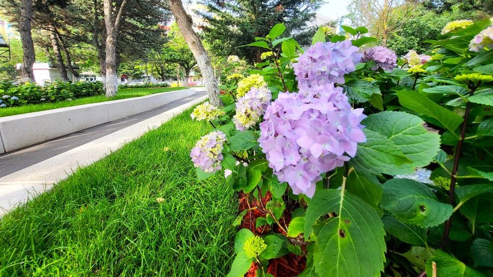 Amenajare peisagistică nouă, de-a lungul șoselei Olteniței - FOTO