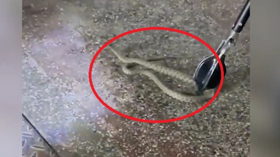 Un șarpe de aproximativ un metru, descoperit în scara unui bloc din Târgu Jiu. Locatarii au trecut prin momente de panică