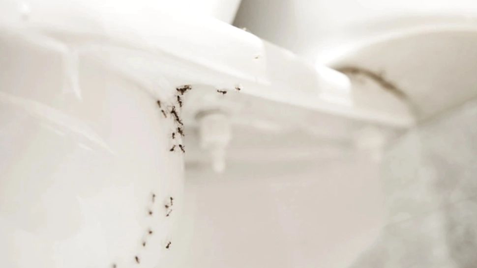 Ai insecte în baie? Trucuri simple, care te ajută să scapi de ele