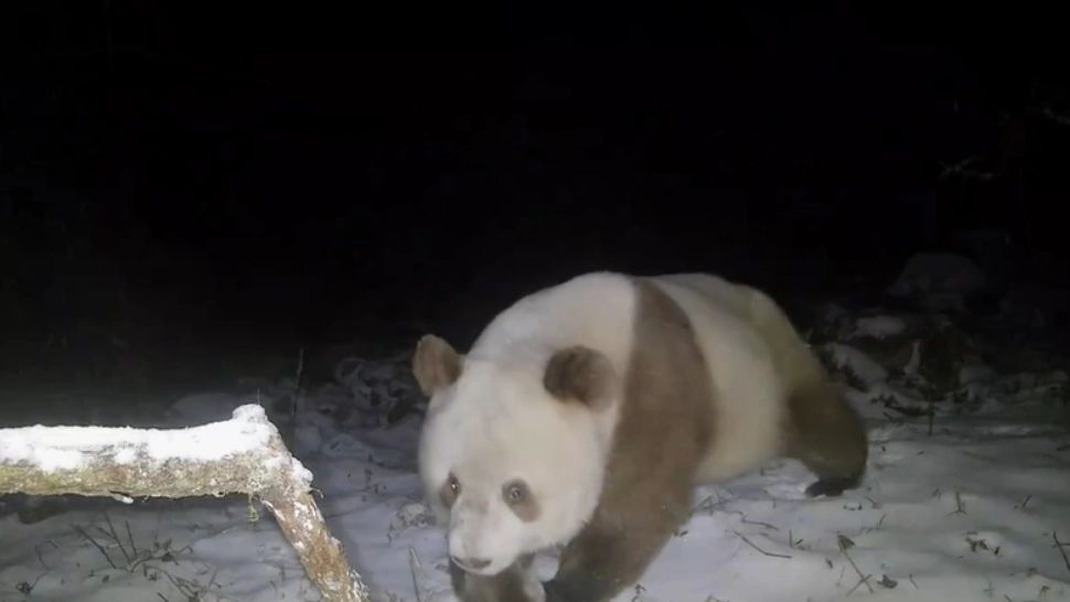 Exemplar rar de panda brun, surprins într-o rezervație din China. Imagini uluitoare VIDEO