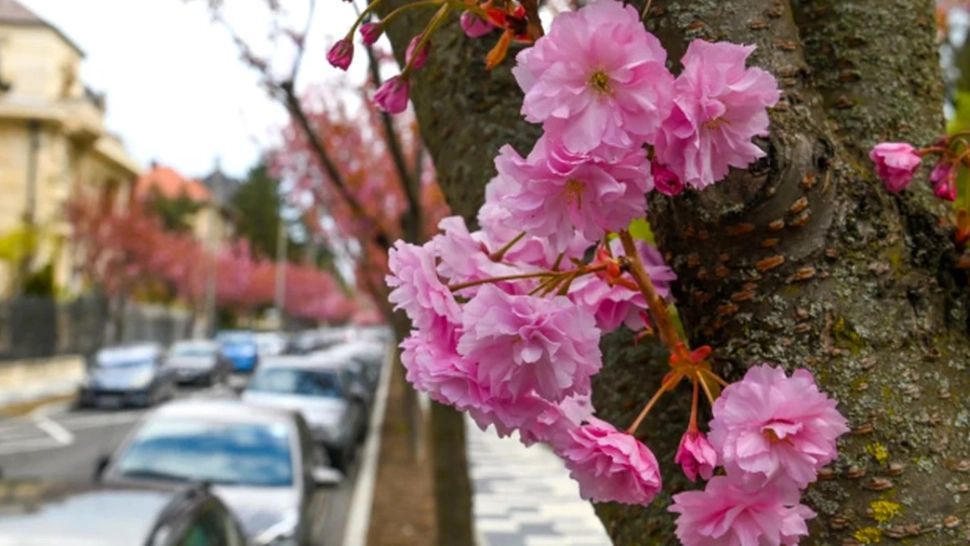 Cea mai frumoasă stradă din Europa este România. În ce oraș se află și cum și-a obținut renumele