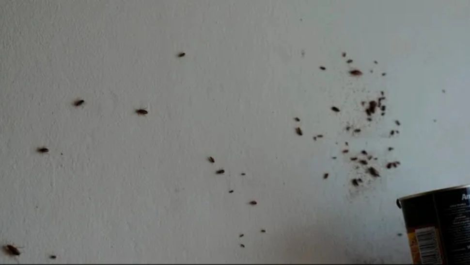  Infernul locuințelor sociale din Râmnicu Sărat: Condiții deplorabile și acuzații de corupție împotriva primarului