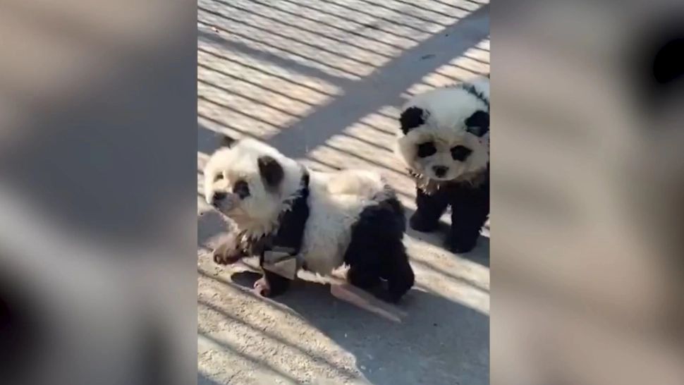 Țeapă de proporții la grădina zoologică. Doi câini au fost vopsiți în alb și negru și prezentați drept „câini -panda”