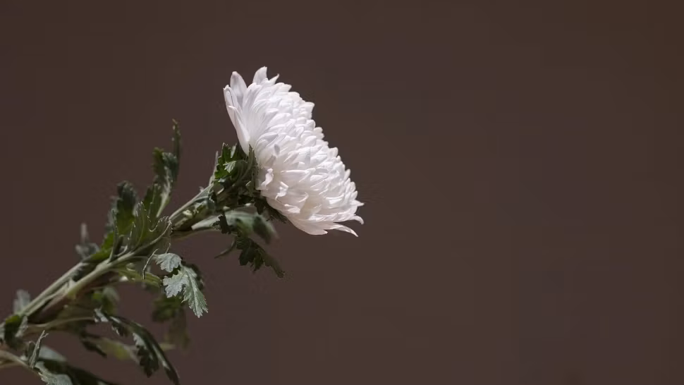 Doliu în lumea medicinei. România a pierdut unul dintre pionierii luptei împotriva maladiei HIV/SIDA