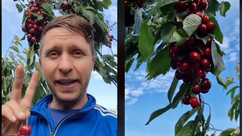 Un român vinde cireșele cu doar 2 LEI pe kilogram, dar pune o condiție. Ce trebuie să facă potențialii cumpărători 