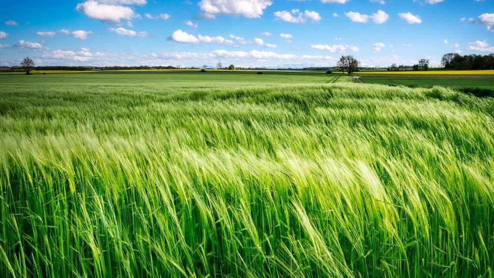 Alertă ANM: cod galben de vânt. Zonele lovite de vijelii puternice - HARTA 