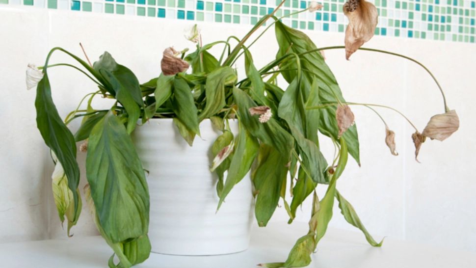 Ce să pui în ghiveci dacă florile s-au ofilit. Trucul grădinarilor pricepuți pentru revitalizarea plantelor