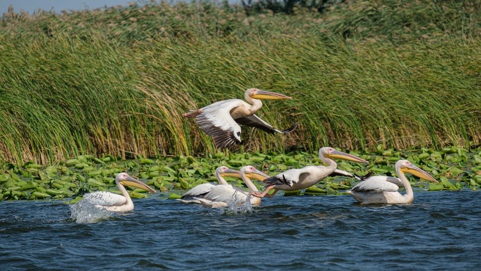 Moldova și Delta Dunării, în topul cu cea mai bună mâncare din lume