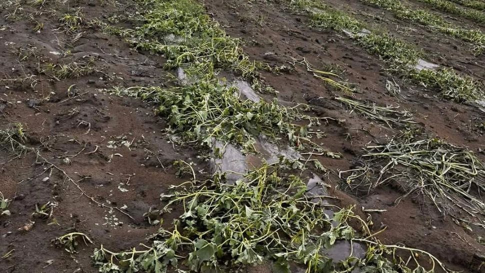 Grindina a făcut praf culturile agricultorilor: tone de legume au fost distruse