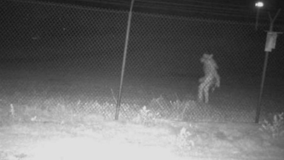 Imaginea care îți va da fiori. O prezență mistică a fost surprinsă pe camerele de supraveghere din apropierea unei grădini zoologice