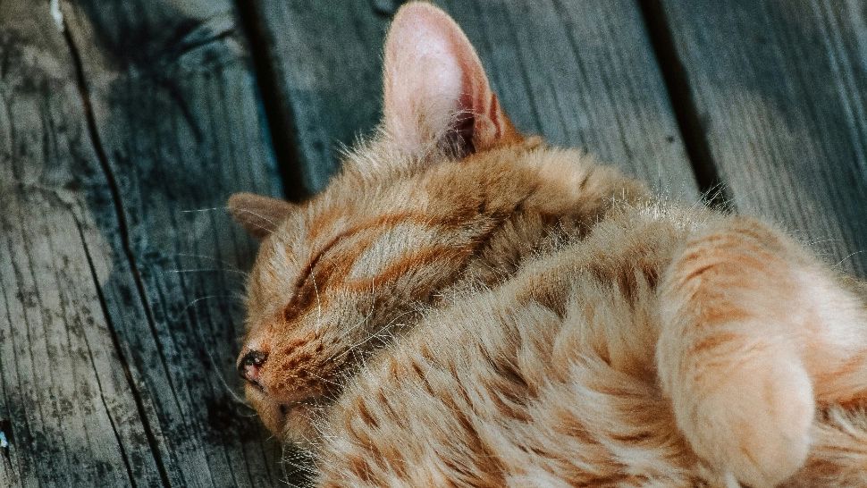 De ce își acoperă pisicile fața atunci când dorm. Explicația surprinzătoare din spatele gestului adorat de stăpânii felinelor