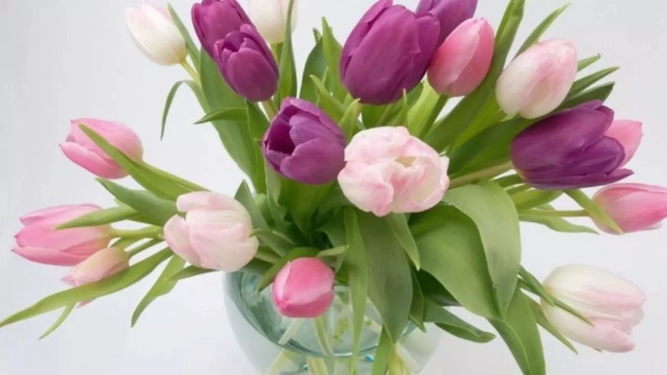 Trucurile care ajută lalelele să reziste mai mult în vază