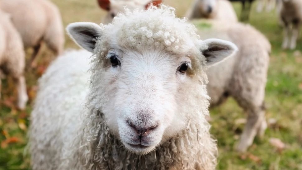 Cererea pentru mieii de Paște, la jumătate față de anul trecut. Românii aleg să facă economii după măsurile de austeritate ale lui Bolojan