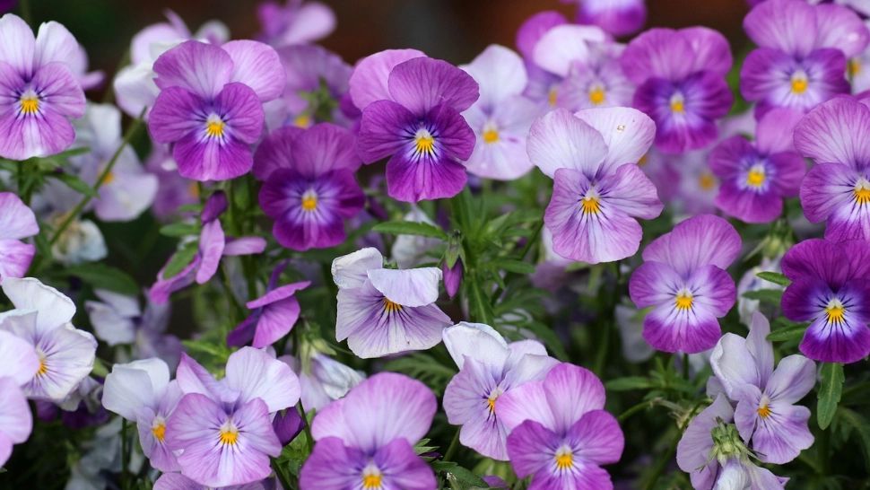 Care sunt cele mai frumoase flori. Se spune că sunt aduse de îngeri și te scapă de necazuri