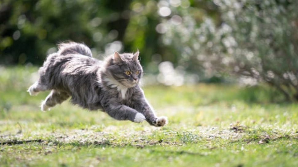 De ce fug pisicile de acasă. 10 motive care le determină să hoinărească pe afară, chiar dacă au tot confortul în apartament