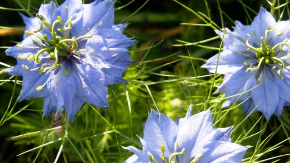 Planta pe care regina Cleopatra o folosea în ritualurile pentru înfrumusețare