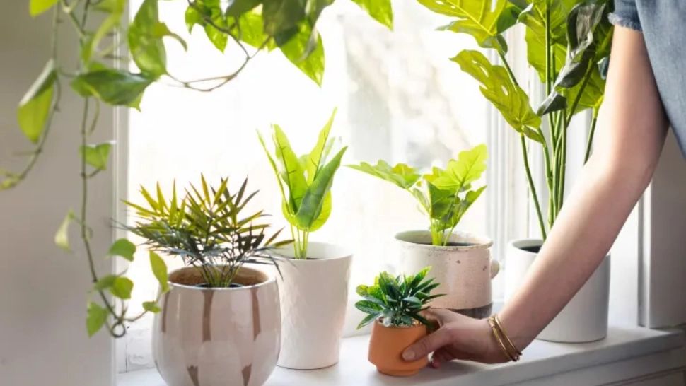 Plantele de apartament care previn apariția mucegaiului pe pereți