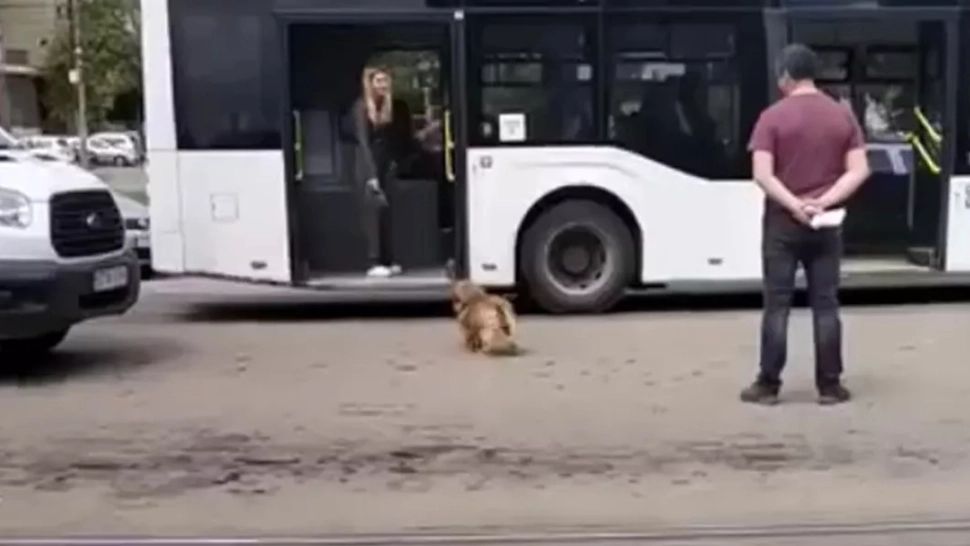 Dosar penal pentru o tânără din Iași care și-a lovit cățelul cu geanta. Val de reacții în spațiul virtual - VIDEO