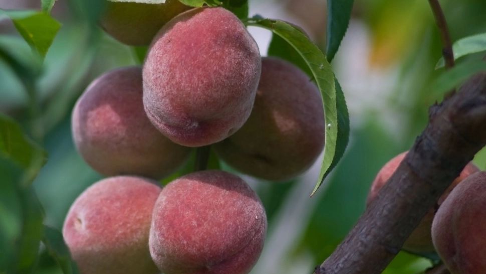 Ce trebuie să le faci piersicilor din grădina ta, pentru a nu le mai cădea fructele. Așa vei obține piersici mari, zemoase și gustoase