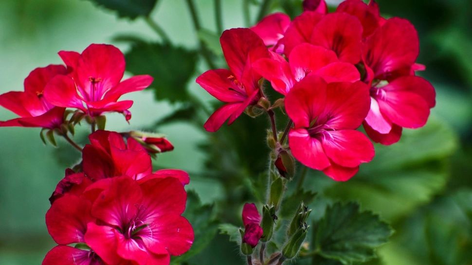 Cum și de câte ori udăm mușcatele vara? Iubitorii de flori trebuie să știe asta: greșeala pe care mulți o fac