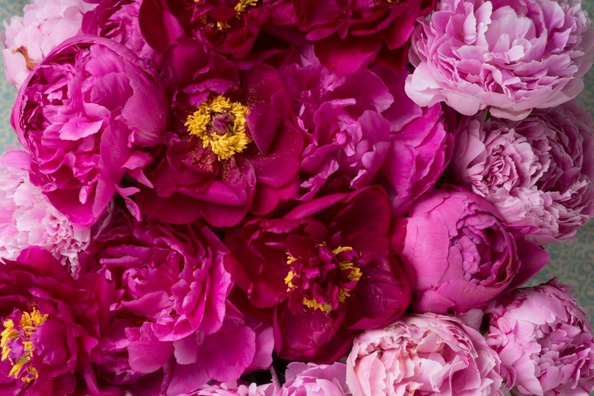 Cum se îngrijesc bujorii după înflorire: trucul folosit de bunicii noștri pentru a nu se scutura prea repede