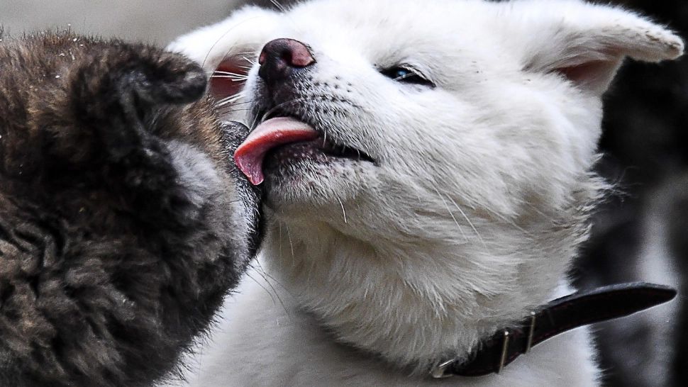 Gest extrem făcut de un timișorean, deranjat de lătratul câinilor vecinului său: bărbatul a stropit cu benzină animalele și pe proprietarul lor