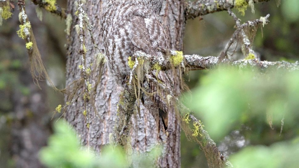 Testul care-ți pune la încercarea imaginația și vederea. Tu vezi bufnița din fotografie?