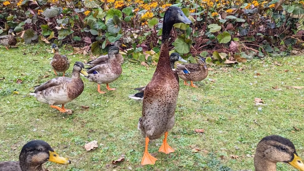 Rațele indiene alergătoare, ultima fiță pentru grădinile bio. Cât de eficiente sunt împotriva dăunătorilor? - VIDEO