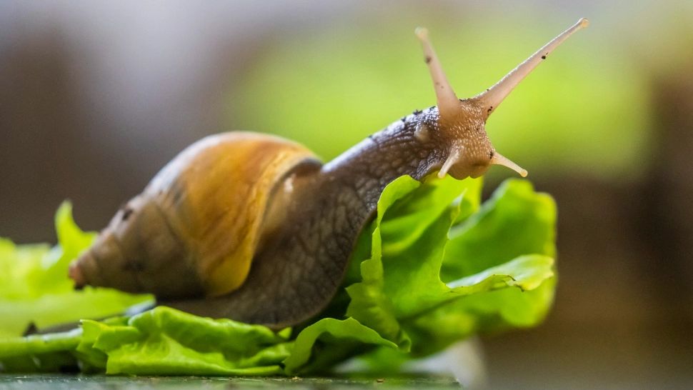 A găsit un melc viu în salata din farfurie. Ce i-a transmis un restaurant din Sibiu clientului care a făcut reclamația?