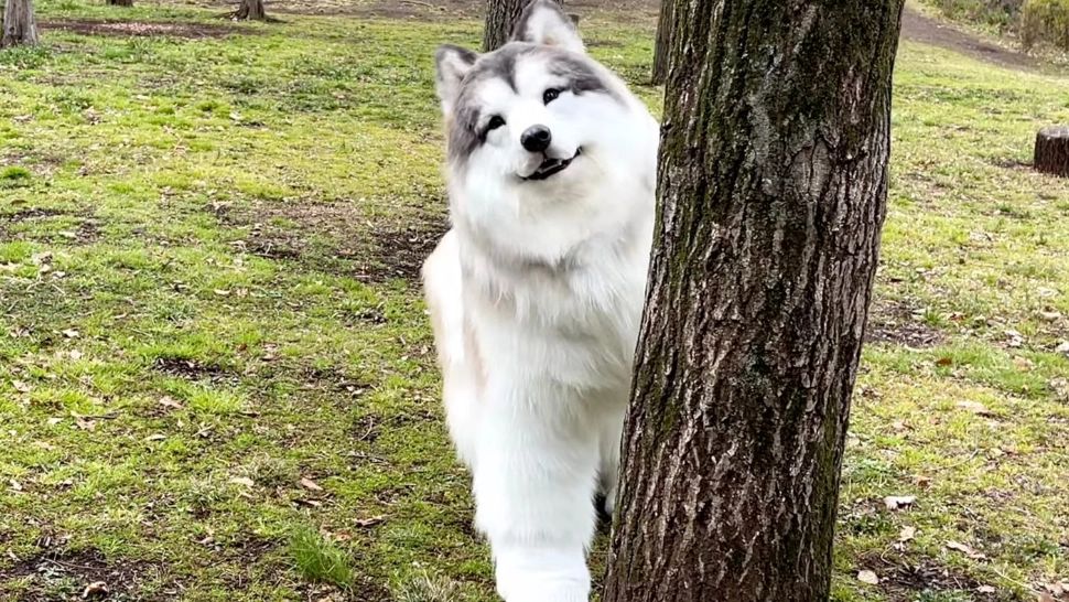 Bărbatul care a cheltuit zeci de mii de dolari pentru "a deveni" câine vrea să fie acum alt animal