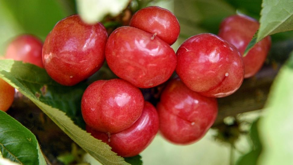 Cireșele și căpșunile, ocolite de români din cauza prețurilor. Cu cât se vinde kilogramul în piețe, zilele acestea