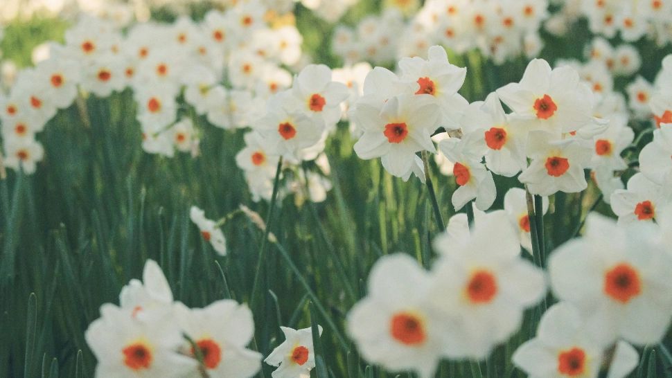 Poiana plină cu narcise din România. Unde se află acest loc unic, desprins parcă din basme: oamenii îl compară cu un colț de rai