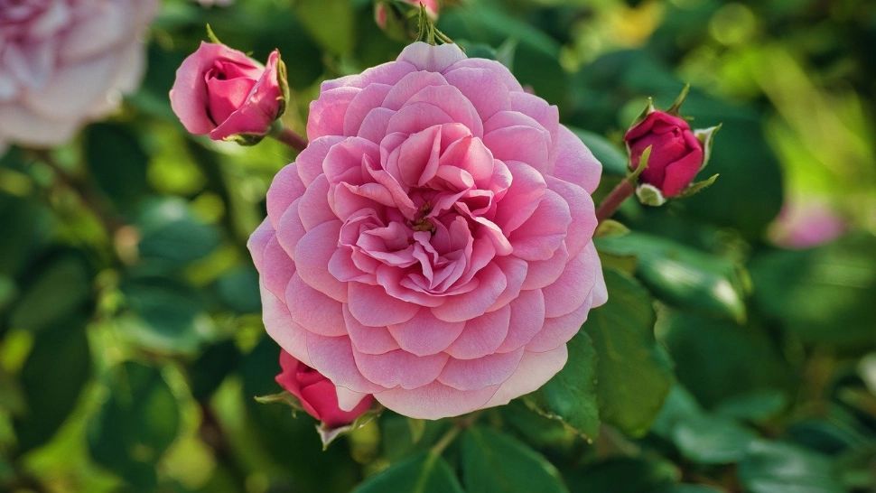 Truc pentru grădinari. Află ce trebuie să plantezi lângă trandafiri pentru a scăpa de insectele dăunătoare