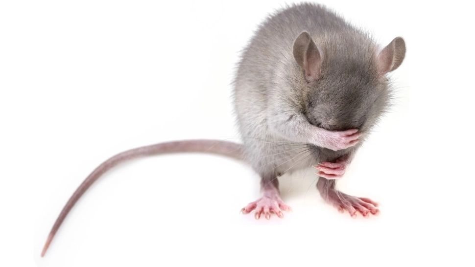 Un șobolan a fost filmat în vitrina unei covrigării din București: "E și frumos!" - IMAGINI 