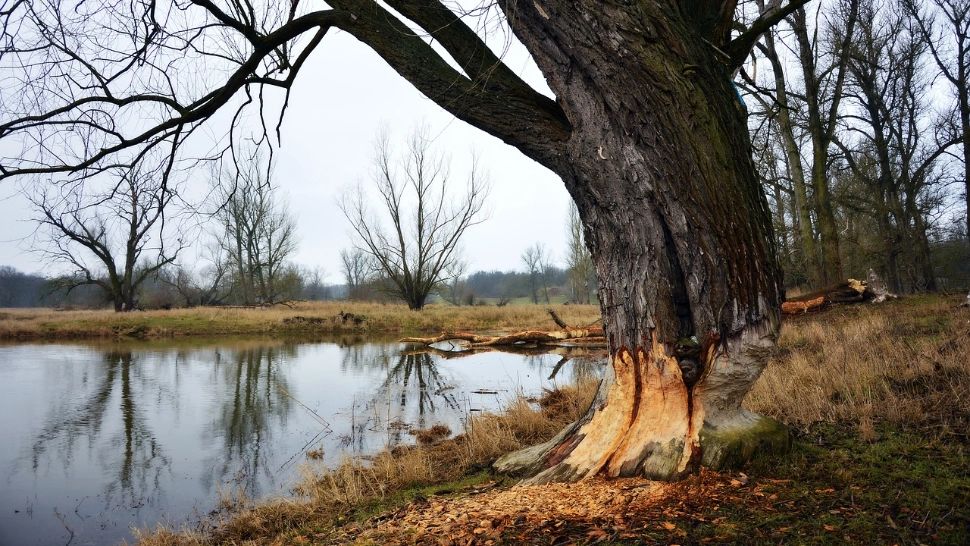 Animalul - considerat inginer. Își face casă cu 3 camere și a fost reintrodus în țara noastră