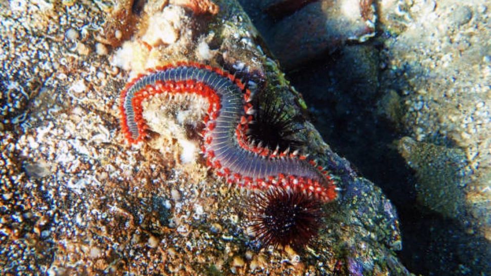Alertă pentru turiști: Viermele de foc a invadat plajele din Italia