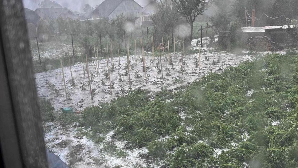 Cu ce revigorăm cultura de roșii după furtuna cu grindină. Amestecul BIO pentru producția de tomate