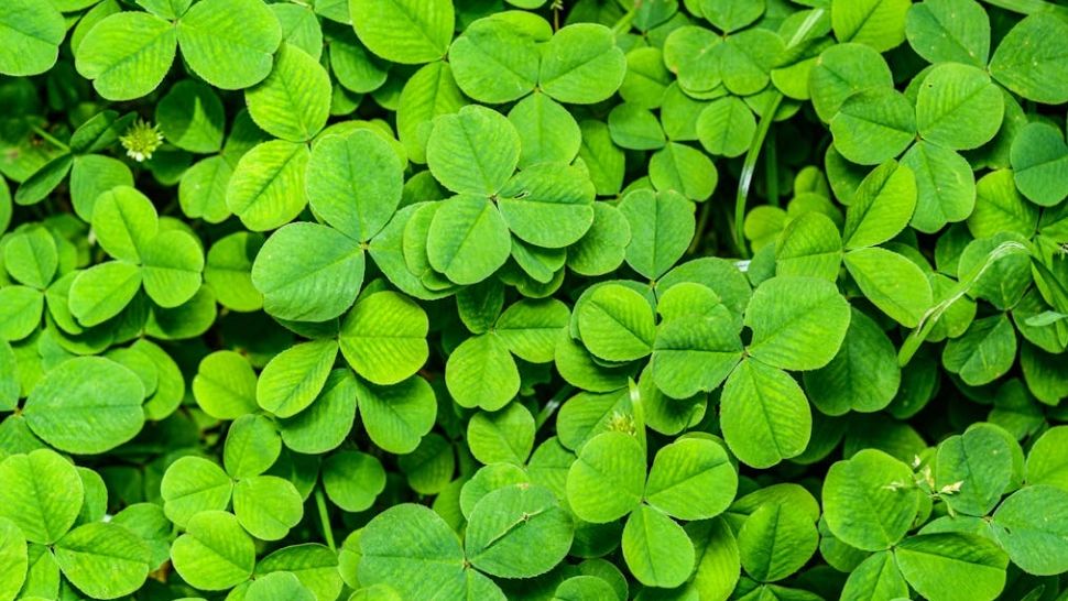 Cum să atragi abundența financiară în viața ta. Superstiții care te pot îmbogății