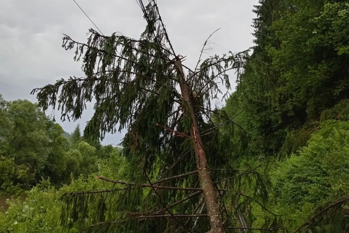 Întârziere de aproximativ 3 ore pentru un tren care circula pe ruta Mangalia-Satu Mare, din cauza unui copac căzut pe linia de alimentare cu energie electrică