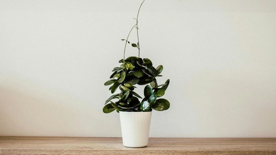 Plantele care atrag energia pozitivă și bunăstarea în casă. Te scapă de depresie și te ajută să ai un somn odihnitor