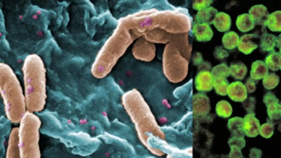 Care sunt cele mai periculoase amibe din Marea Neagră și cum îți poți da seama dacă te-ai infectat