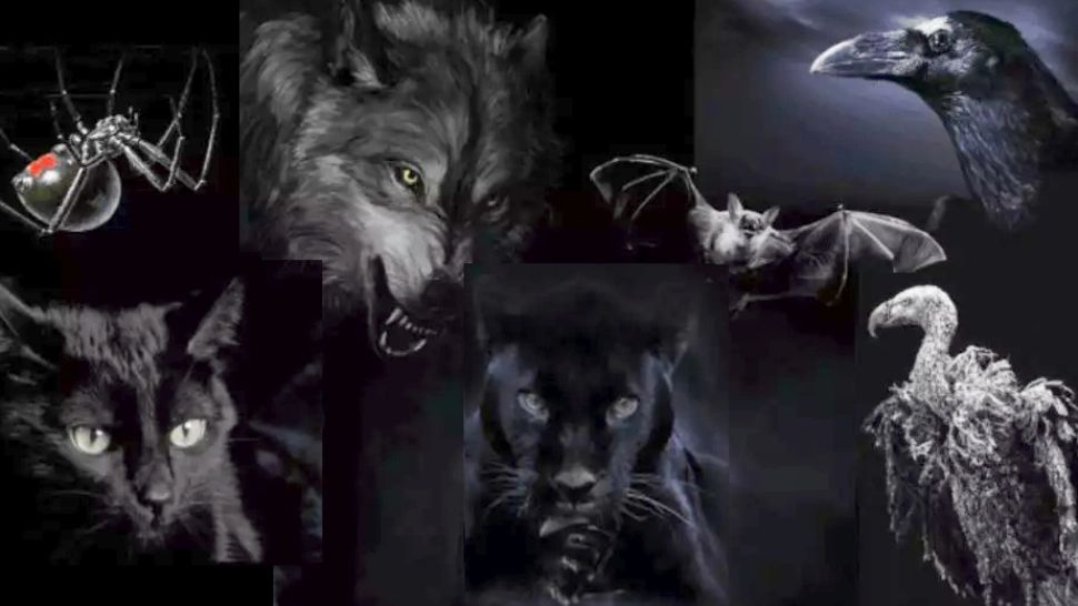 Testul care nu dă greș niciodată: Acel animal care te atrage cel mai mult arată latura ascunsă a personalității tale