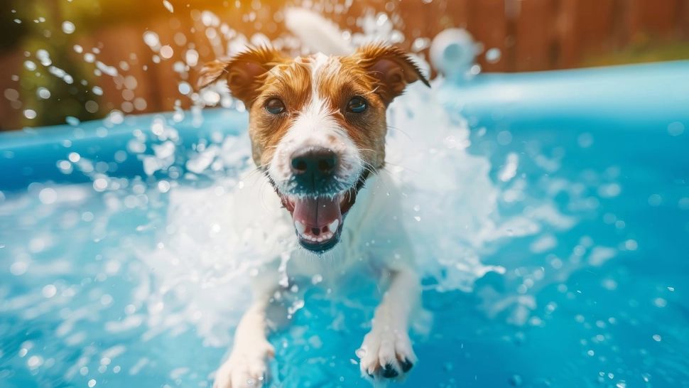 Și câinii fac față cu greu căldurii extreme. Iată 10 metode să răcorești un cățel pe caniculă