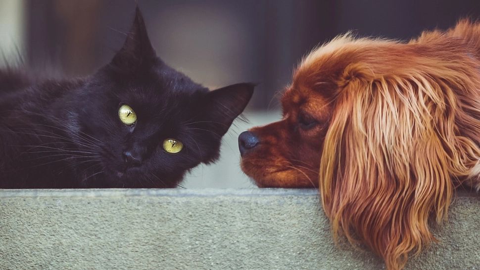 7 boli pe care le poți lua de la pisica sau câinele tău. Când e cazul să intri în alertă