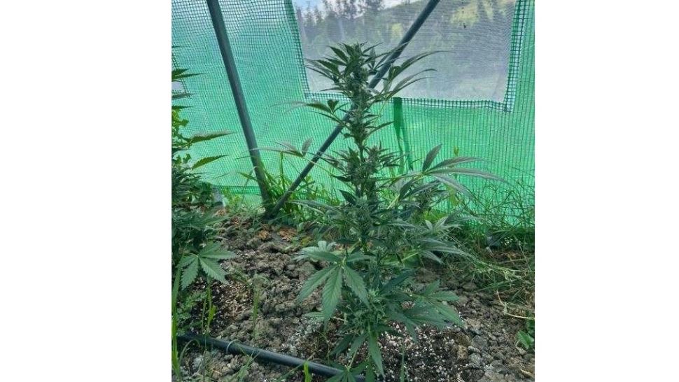Un român și-a făcut o întreagă seră de canabis și s-a dotat cu ustensile speciale. DIICOT i-a pus capăt aventurii antreprenoriale