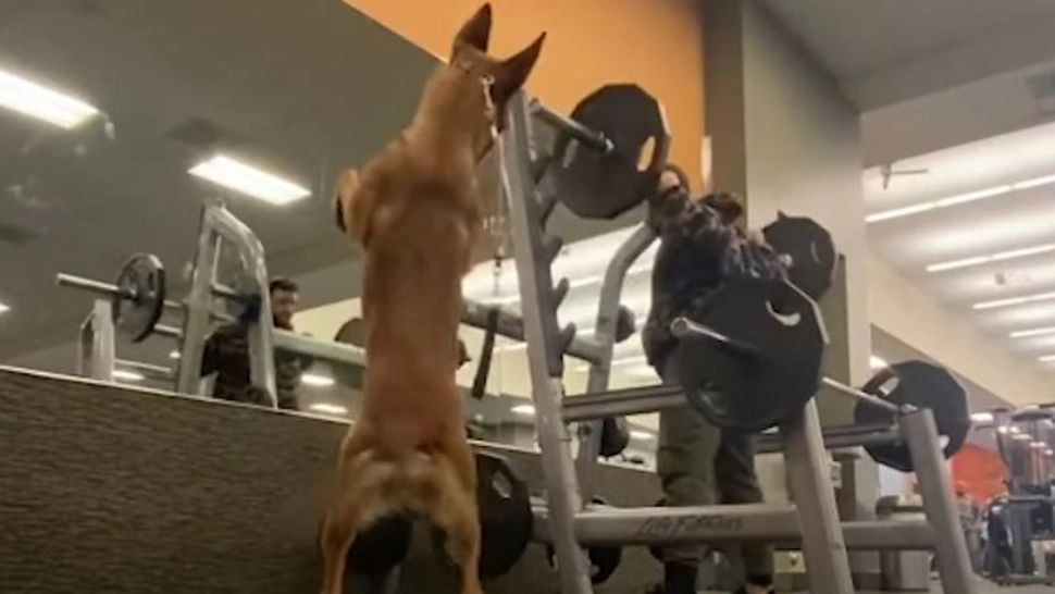 Imagini VIRALE. Cățelușa care face exerciții, cot la cot cu proprietarul, la sala de forță VIDEO
