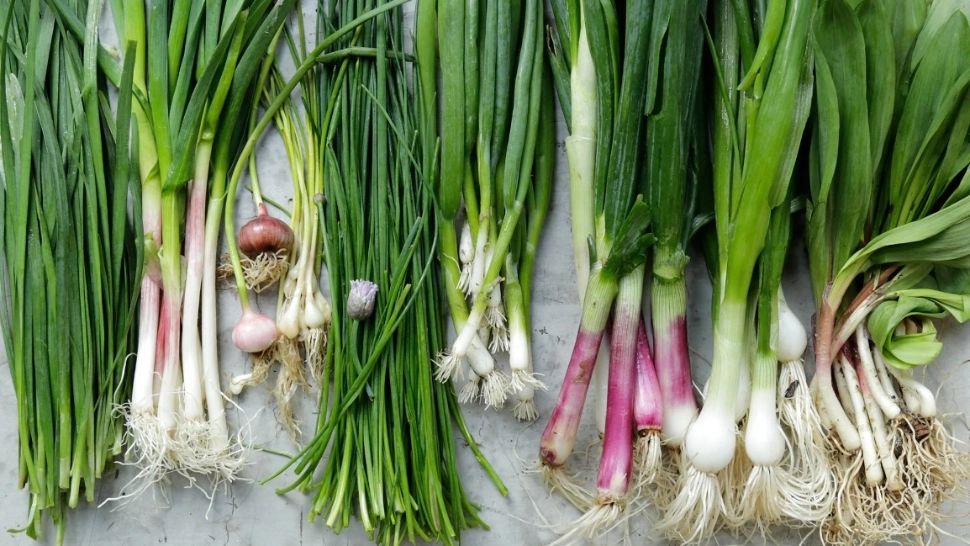 Cu ce stropești ceapa verde din grădină ca să o ferești de dăunători? Trucurile bunicilor noștri